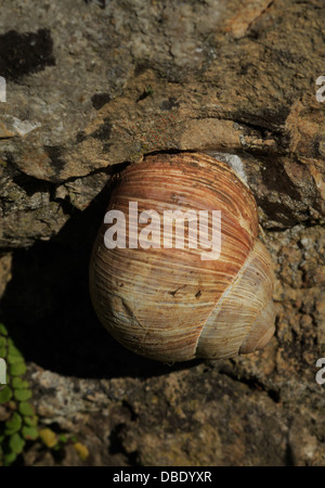 Eine riesige Schnecke auf einer Betonwand. Ca. 5 cm im Durchmesser Stockfoto