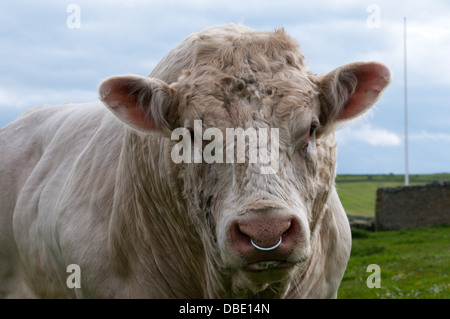 Ein Charolais Bull mit einem Ring durch die Nase. Stockfoto