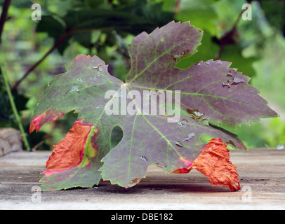 krank Pseudopeziza Tracheiphila Müller-Thurgau-Traube Stockfoto