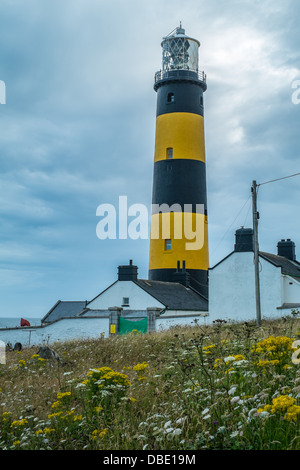 St Johns Point Lighthouse im County Down Nordirland gegen stürmischen grauen Wolken mit Grünland und Wildblumen in t Stockfoto