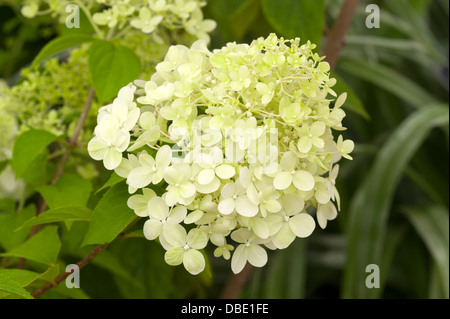 Hydrangea Paniculata 'Limelight' Stockfoto