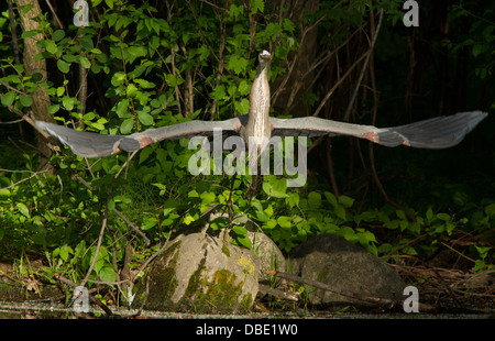 Großer Graureiher (Ardea Herodias) ausziehen Stockfoto