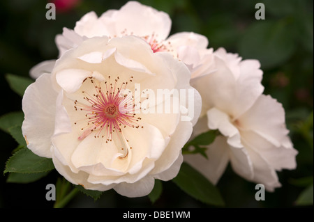 Rosa rose Jacqueline Du Pré Stockfoto