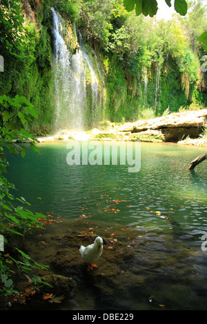 Ente im Strom der Kurşunlu Wasserfall in der Türkei spielen Stockfoto