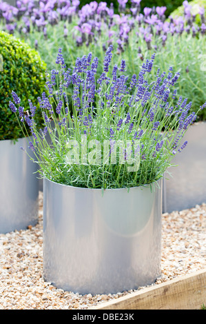 Lavandula Angustifolia 'Hidcote'-Lavendel Stockfoto