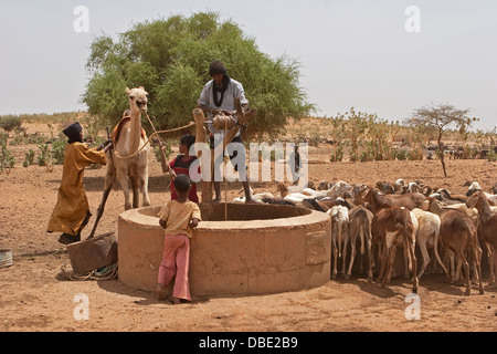 Tuareg-Hirten in Verbindung mit einem Kamel, um ziehen Wasser aus einem Brunnen für die Tiere zu helfen Dorf zu trinken, NE Mali Stockfoto