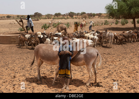 Tuareg junge Esel Herder im Dorf Verbindung, während Männer ein Kamel zu ziehen Wasser aus einem Brunnen für die Bewässerung von Tieren NE Mali zu helfen Stockfoto