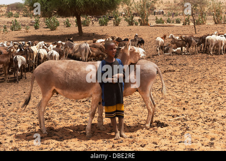 Junge Tuareg junge Tier Herder im Dorf Verbindung mit seinem Esel Norden Osten Mali, Westafrika Stockfoto