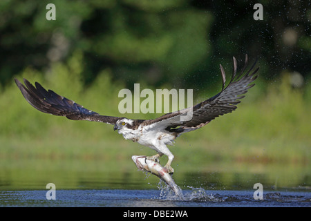 Fischadler fangen Forellen Stockfoto