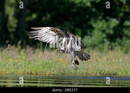 Fischadler mit einer Forelle wegfliegen hat es gerade gefangen Stockfoto