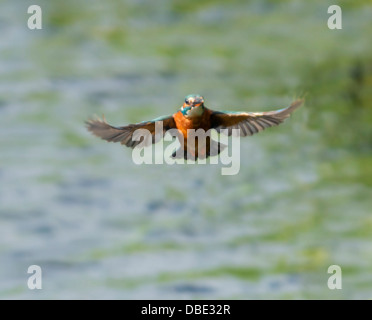 Weiblicher Eisvogel (Alcedo Atthis) im Flug Stockfoto