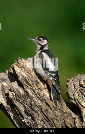 Buntspecht Stockfoto