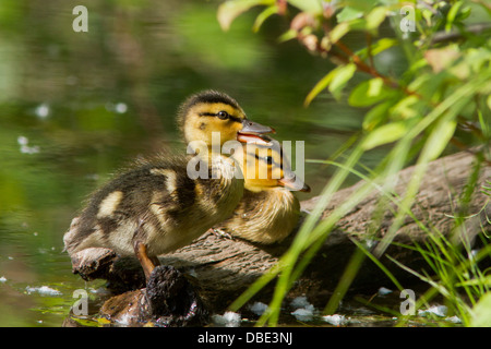 Zwei Stockente Entenküken im zeitigen Frühjahr ruht auf einem Baumstamm. Stockfoto