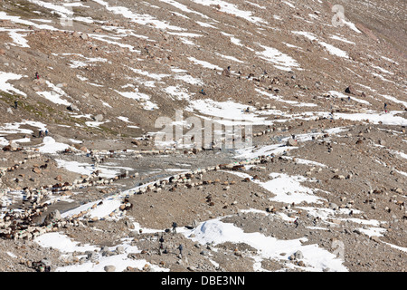 Transhumanz: die große Schafe wandern über die Ötztaler Alpen zwischen Südtirol, Italien, und Nord-Tirol, Österreich. Stockfoto