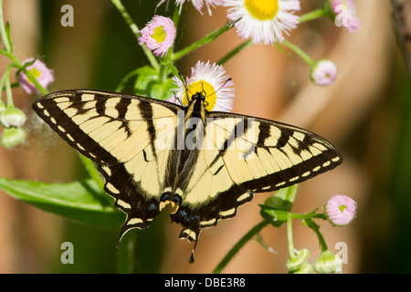 Kanadische Tiger Schwalbenschwanz (Papilio Canadensis) Stockfoto