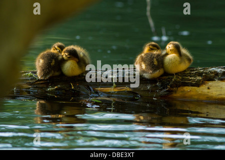 Vier Stockente Entenküken im zeitigen Frühjahr ruht auf einem Baumstamm. Stockfoto