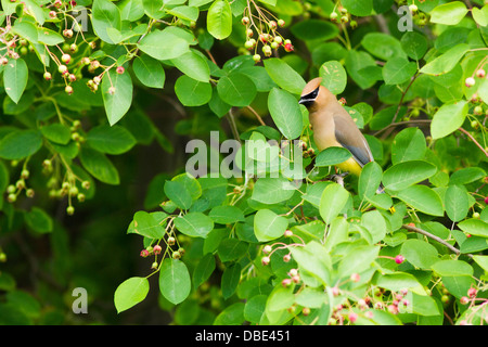 Zeder Seidenschwanz (Bombycilla Cedrorum) im kanadischen Elsbeere-Baum Stockfoto