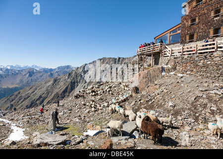 Transhumanz: die große Schafe wandern über die Ötztaler Alpen zwischen Südtirol, Italien, und Nord-Tirol, Österreich. Stockfoto