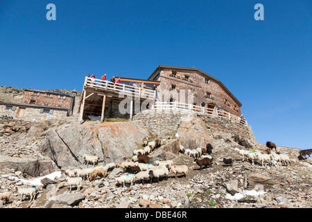 Transhumanz: die große Schafe wandern über die Ötztaler Alpen zwischen Südtirol, Italien, und Nord-Tirol, Österreich. Stockfoto