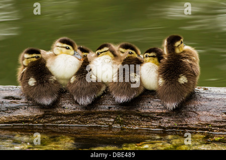 Sieben Holz Ente oder Carolina Ente Entenküken im zeitigen Frühjahr ruht auf das Protokoll. Stockfoto