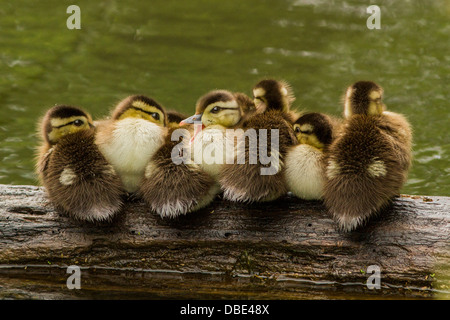 Sieben Holz Ente oder Carolina Ente Entenküken im zeitigen Frühjahr ruht auf das Protokoll. Stockfoto