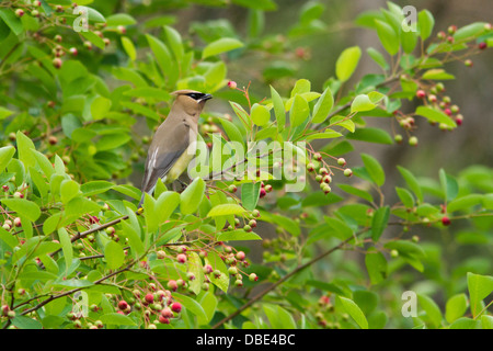 Zeder Seidenschwanz (Bombycilla Cedrorum) im kanadischen Elsbeere-Baum Stockfoto