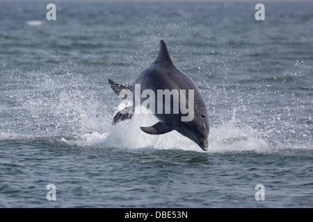 Eine Flasche – Nosed Dolphin springen aus dem Wasser am Chanonry Point Stockfoto