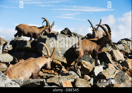 Gämse Rupicapra Rupicapra. auf den unteren Hängen des Mont-Blanc, Chamonix, Frankreich, Europa Stockfoto