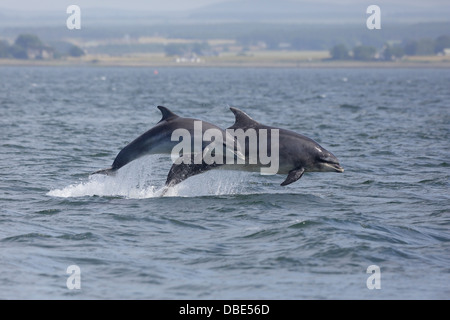 Zwei Flasche – Nosed Delphine springen aus dem Wasser am Chanonry Point Stockfoto