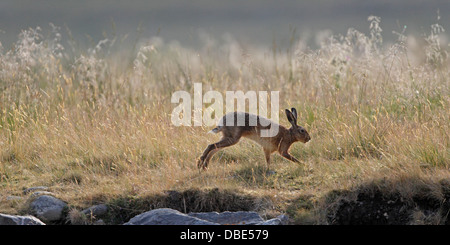 Brauner Hase läuft vor hinterleuchteten Gräser Stockfoto