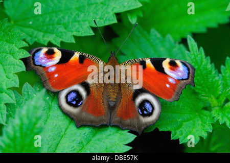 Ein Tagpfauenauge auf Brennessel Blätter Stockfoto