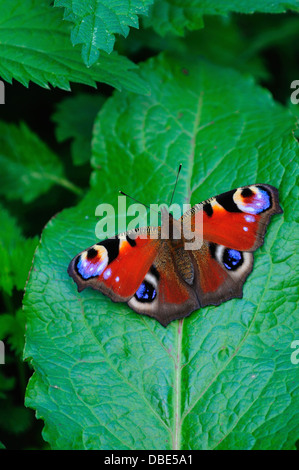 Ein Tagpfauenauge ruht auf einem grünen Dock-Blatt Stockfoto