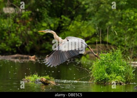 Great Blue Heron im Flug Stockfoto