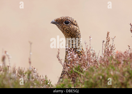 Erwachsenes Weibchen das Moorschneehuhn (Lagopus Lagopus Scoticus) Stand in Heide, Moor Lebensraum, Yorkshire Dales, UK, Juni Stockfoto