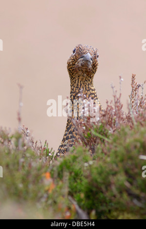 Erwachsenes Weibchen das Moorschneehuhn (Lagopus Lagopus Scoticus) Stand in Heide, Moor Lebensraum, Yorkshire Dales, UK, Juni Stockfoto