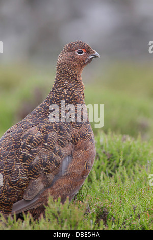 Erwachsenes Weibchen das Moorschneehuhn (Lagopus Lagopus Scoticus) Stand in Heide, Moor Lebensraum, Yorkshire Dales, UK, Juni Stockfoto