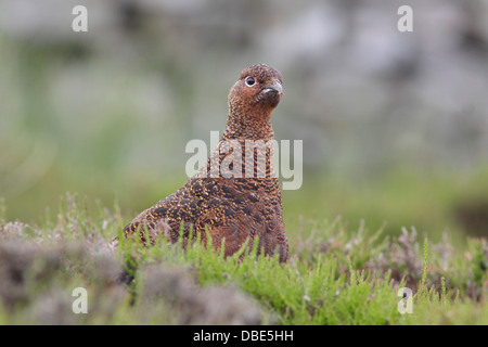 Erwachsenes Weibchen das Moorschneehuhn (Lagopus Lagopus Scoticus) Stand in Heide, Moor Lebensraum, Yorkshire Dales, UK, Juni Stockfoto