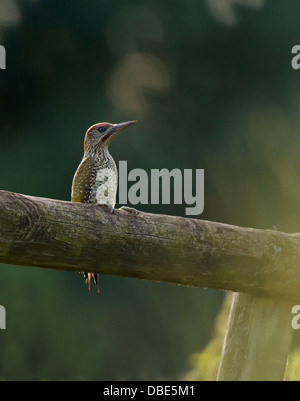 Hinterleuchtete Juvenile Grünspecht (Picus Viridis) thront auf Holzzaun Stockfoto