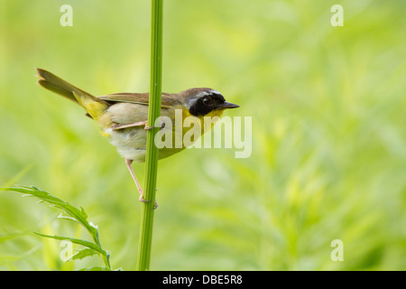 Männliche gemeinsame Yellowthroat (Geothlypis Trichas) Stockfoto