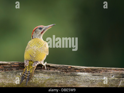 Juvenile Grünspecht (Picus Viridis) thront auf Holzzaun Stockfoto