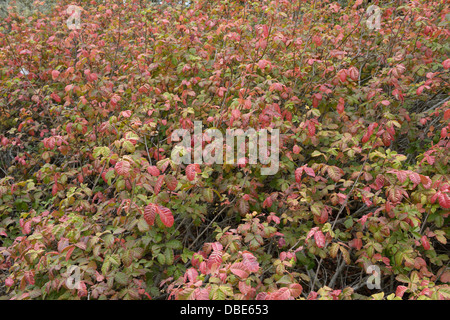 Poison Oak, Toxicodendron diversilobum Stockfoto