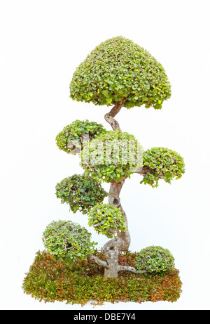 Ein Bonsai-Baum in isoliert auf weißem Hintergrund. Stockfoto