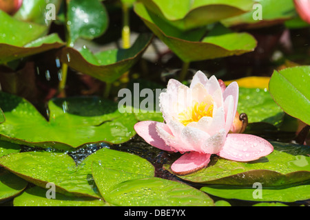 Schöne lila Seerose mit Wassertropfen Stockfoto