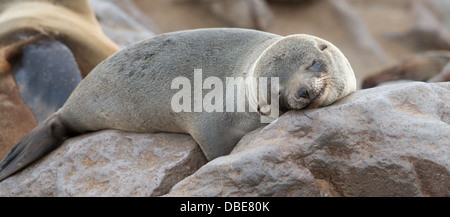 Cape cross Seal Colony Skelett Küste Namibia Afrika Stockfoto