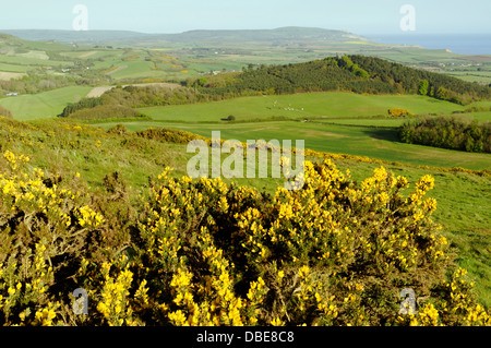 Heather on Brigstone Down, bei Mottistone, Isle of Wight, England, GB. Stockfoto