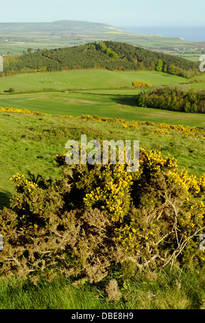 Heather on Brigstone Down, bei Mottistone, Isle of Wight, England, GB. Stockfoto