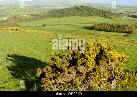 Heather on Brigstone Down, bei Mottistone, Isle of Wight, England, GB. Stockfoto