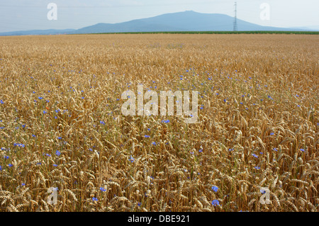 Reife Weizenfeld in einem sonnigen Sommer Tag Triticum aestivum Stockfoto