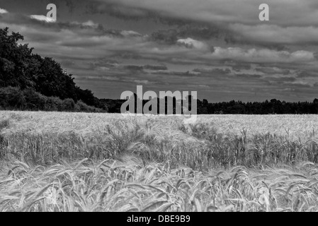 Ein Bereich der Gerste die A135, Thetford, Norfolk. England. (Schwarzweiß) Stockfoto