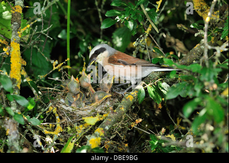 Neuntöter (Lanius Collurio) Neuntöter • Ostalbkreis, Baden-Württemberg, Deutschland Stockfoto